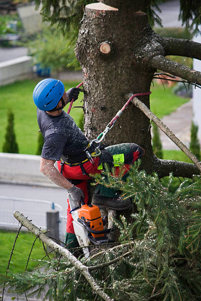 Best Stump Grinding and Removal  in Dunkirk, MD